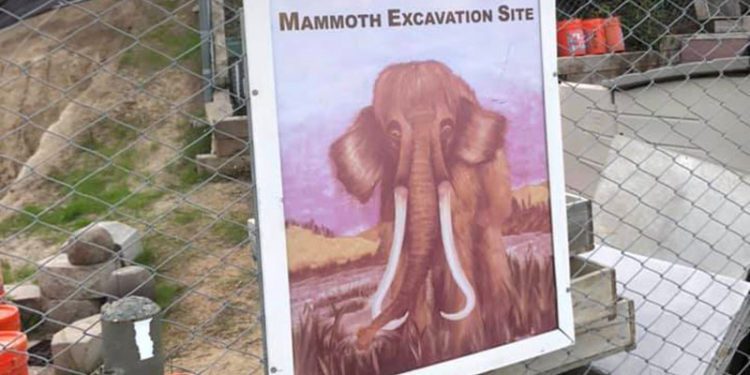 La Mirada’s Ancient History: When the Mammoth and Dire Wolves Roamed Our Hills