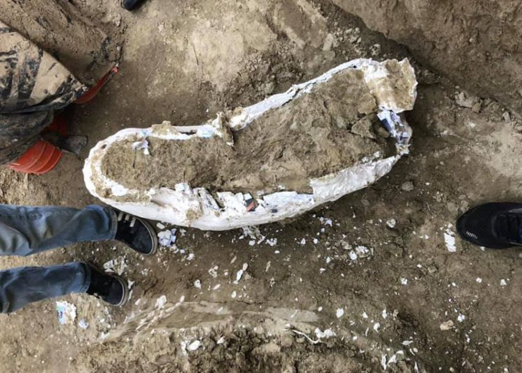 La Mirada’s Ancient History: When the Mammoth and Dire Wolves Roamed Our Hills