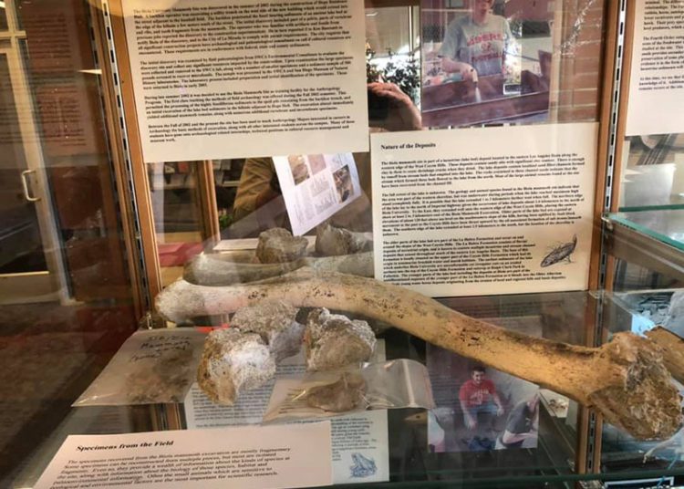 La Mirada’s Ancient History: When the Mammoth and Dire Wolves Roamed Our Hills