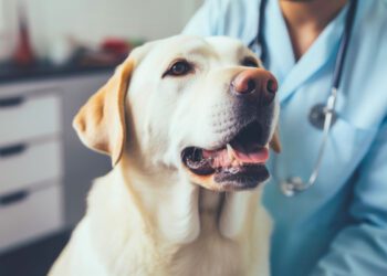 Drive-Thru Pet Clinic Hosted by the City of La Mirada