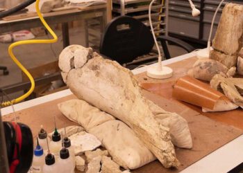 Biola’s Mammoth Specimen to Join The Natural History MuseumBiola’s Mammoth Specimen to Join