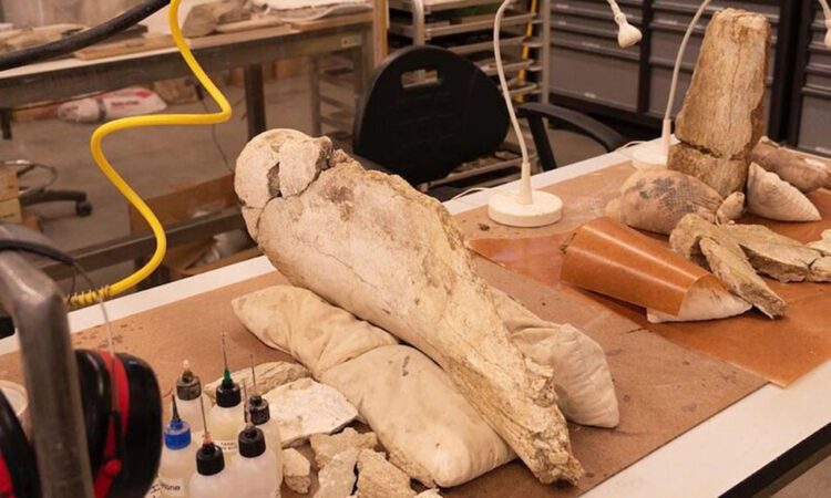 Biola’s Mammoth Specimen to Join The Natural History MuseumBiola’s Mammoth Specimen to Join
