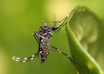 Mosquito Season Returns: What La Mirada Residents Need to Know