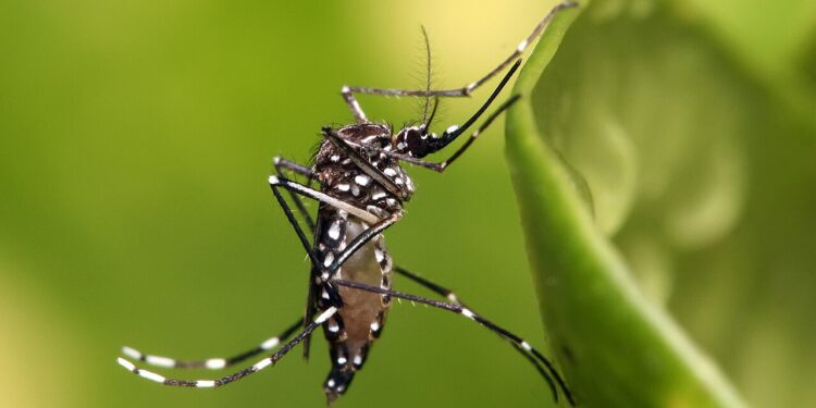 Mosquito Season Returns: What La Mirada Residents Need to Know