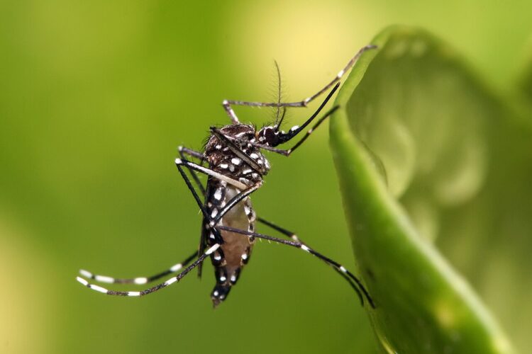 Mosquito Season Returns: What La Mirada Residents Need to Know