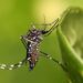 Mosquito Season Returns: What La Mirada Residents Need to Know